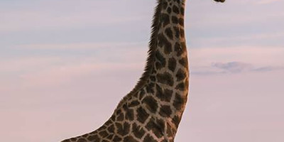 2 days akagera national park visit - Photo 1