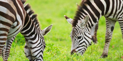 4 days tanzania budget group joining safari - burigi chato safaris co ltd - Photo 2