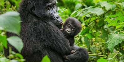 3 days uganda gorilla trekking safari tour - Photo 1