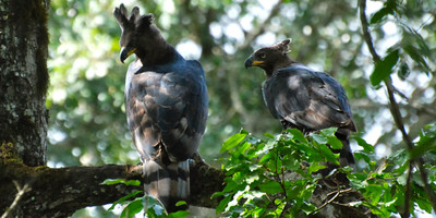 Mount kenya trek and classic safari adventure - Photo 6