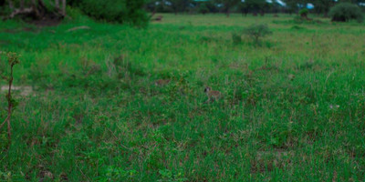 2 days tanzania lodge ( luxury) safari - Photo 12