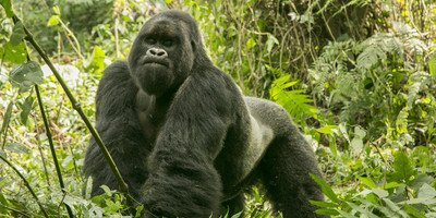 02 day bwindi impenetrable national park. - Photo 7