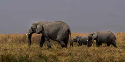 Day trip to lake manyara national park - Photo 2