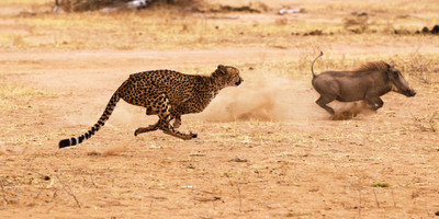 A thrilling safari experience with an eco-friendly kruger national park - Photo 4