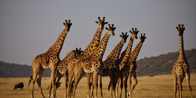 4 day tanzania camping safari - Photo 5