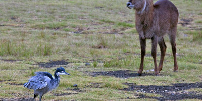15 days birding safari - Photo 6