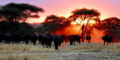 5 days last-minute safari from zanzibar - Photo 1