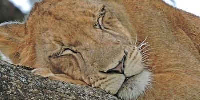 9 DAYS PRIMATE AND WILDLIFE SAFARI - Photo 1