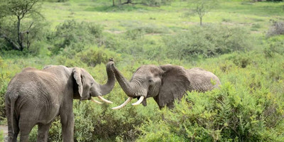 5 days family-friendly tanzania safari - Photo 4