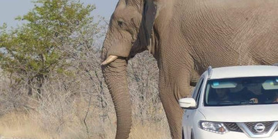3 Days Etosha National Park Tour - Photo 2