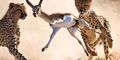 8 days masai mara wildebeest migration safari adventures - Photo 3