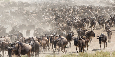 6 days tanzania budget tented camps safari - Photo 6