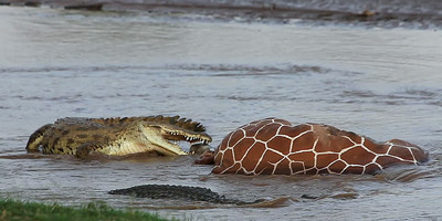 8 days luxury samburu / sweet waters / nakuru / naivasha / mara - Photo 1