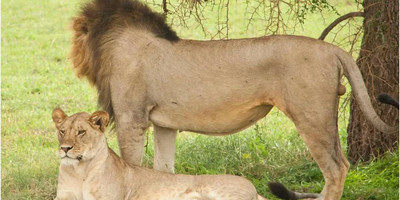 5 days family-friendly tanzania safari - Photo 2