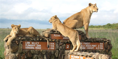 7 DAYS KENYA SAFARIS - Photo 5