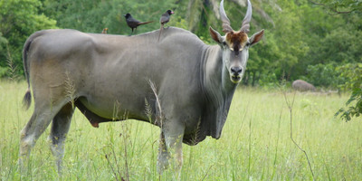Kara tours : safari - Photo 1