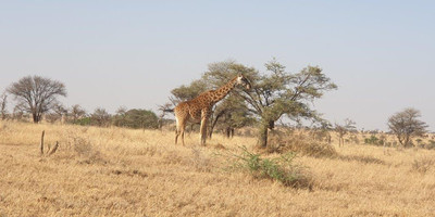  days tanzania camping (budget)safari tarangire ngorongoro - Photo 6