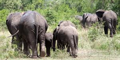 6 days wildlife and gorilla tracking to uganda - Photo 9