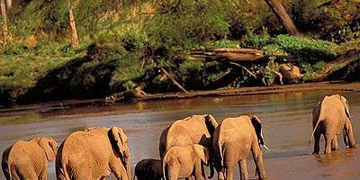  masai mara migration special - Photo 3
