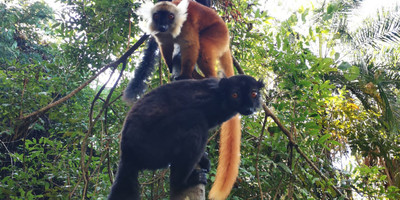 Nosy-be : reserve lokobe and coeing tour with lunch - Photo 1