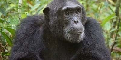 5 Days Gorilla and Chimpanzee Trekking Uganda - Photo 1