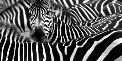 8 day tanzania wildlife safari and cultural tourism - Photo 2