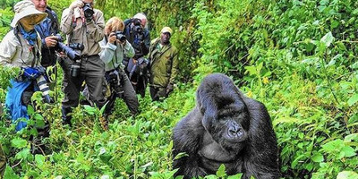3 days 2 nights uganda gorrila safari - Photo 4