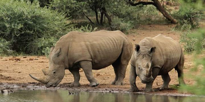 Ultimate 5-day masai mara, lake nakuru & aberdares safari - Photo 4