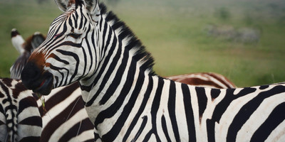 4 days safari tarangire national park, ngorongoro crater, serengeti national park - Photo 7