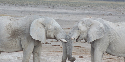 3 Days Etosha National Park Tour - Photo 4