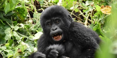 Gorillas in the Mist - Photo 2