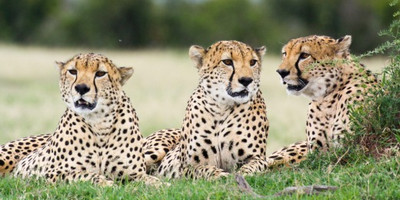 5 days 4 nights mt kenya, samburu, olpejeta - Photo 1