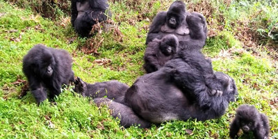 10 days wildlife expedition in western uganda - Photo 1