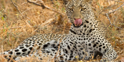7 day tanzania luxury tented camp safari - Photo 3
