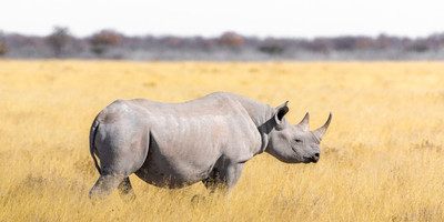 Ultimate wildlife experience: 5-day private kenya safari from nairobi - Photo 6