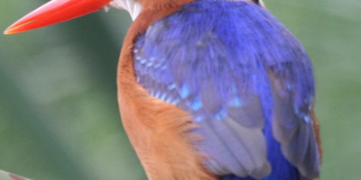 15 days birding expedition to uganda - Photo 5