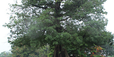 Roots - Photo 8