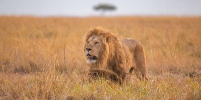 4 day tanzania camping safari - Photo 4