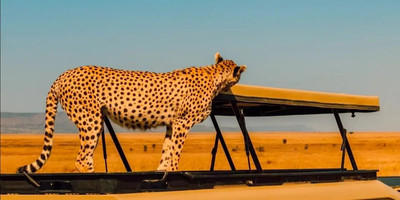 5 day tanzania camping safari - Photo 1