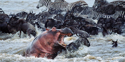 3 days masai mara budget safari - Photo 2