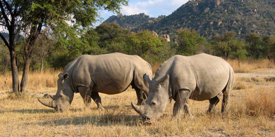 4 days lake nakuru masai mara camping safari - Photo 5