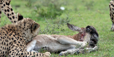 3 days maasai mara game reserve - Photo 1