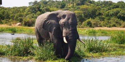 Three days murchison falls national park safari - Photo 2