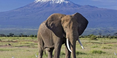 3 days amboseli kenya budget camping tour - Photo 1