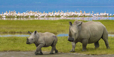 6 Days and 5 Nights black Rhino Tanzania Safari Lodge - Photo 1