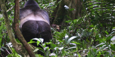 A 15 days wild life and gorilla tracking safari - Photo 4