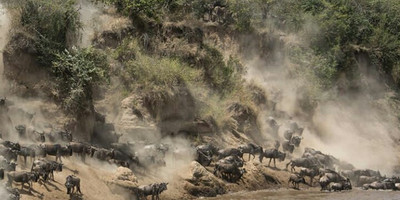 7 days serengeti migration safari - Photo 5