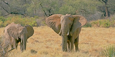 Classic safaris kenya - Photo 2