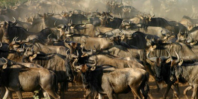  flying safari 3 days maasai mara - Photo 3