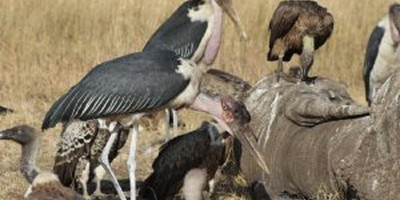 7 days murchison falls & source of the nile breathtaking adventure - Photo 7